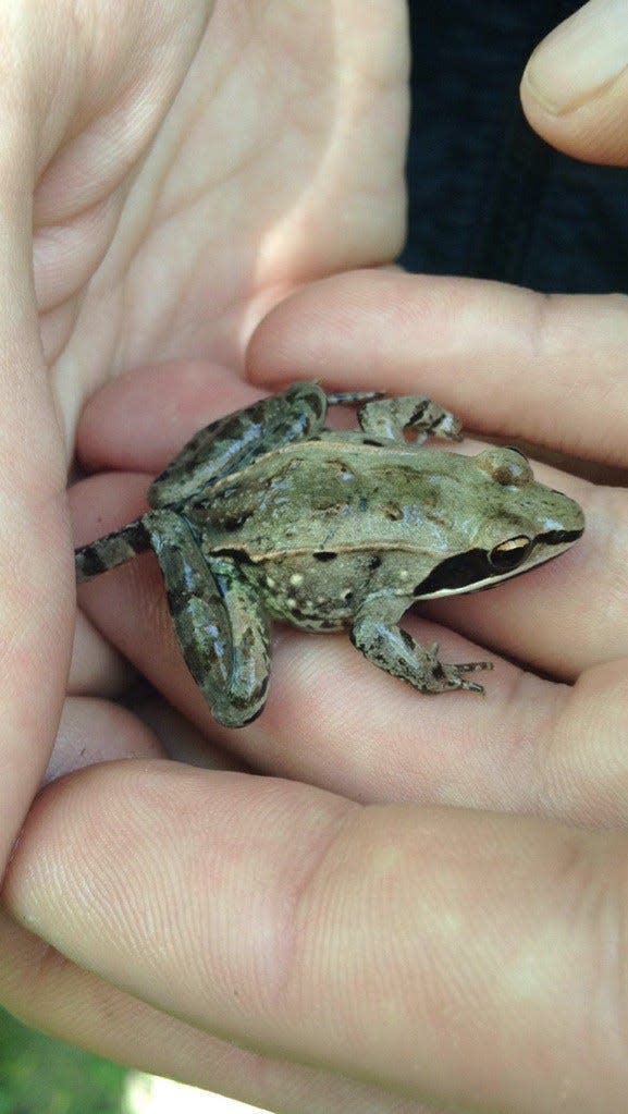 A Wood Frog held in hands.