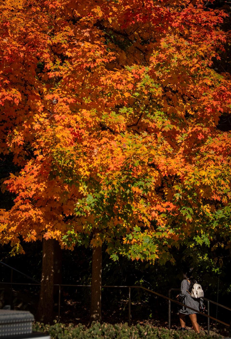 A student heads up a flight of stairs underneath trees showing their fall colors Friday behind Ballantine Hall on Indiana University’s campus. While autumn’s splendor can be seen across south-central Indiana right now, Brown County State Park is asking people to vote for the day when the park reaches its peak colors. (Rich Janzaruk / Herald-Times)