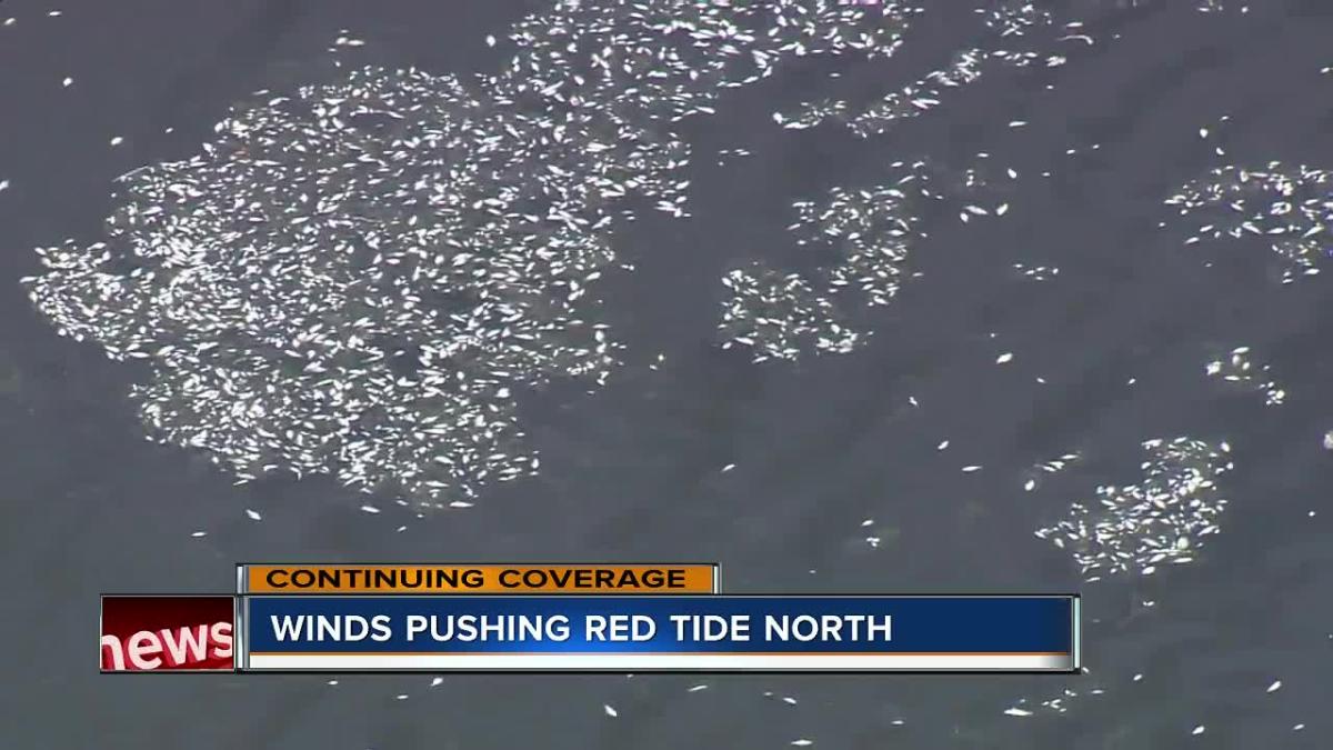 Red tide impacting Longboat Key beaches, killing thousands of fish