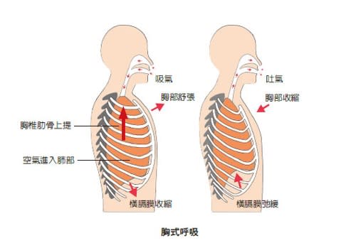 胸式呼吸