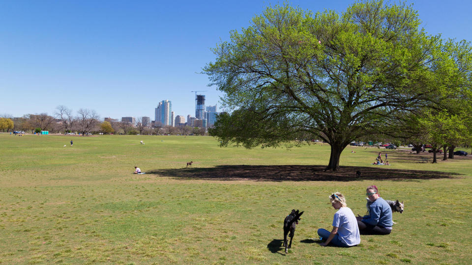 Dogs enjoy the off leash Zilker Park in Austin Texas