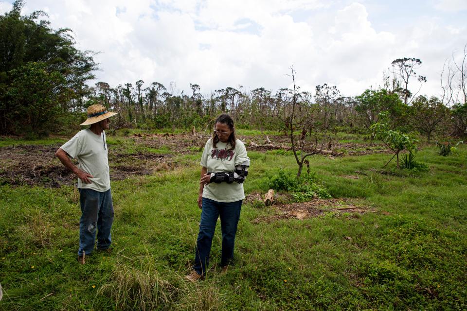 Gary and Donna Schneider, owners of Pine Island Tropicals on Bokeelia give a tour of their Hurricane Ian destroyed farm. Most of their trees and gardens were lost in Category 4 storm.    