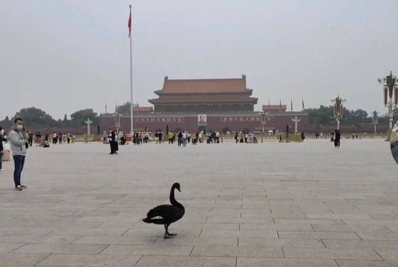▲近日一隻「黑天鵝」飛到北京天安門廣場的畫面，引起中國網友熱議。（圖／翻攝自微博）