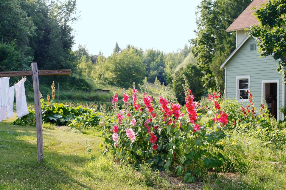garden with flowers, laundry hanging on line, country home, blooms, country scenes, clothesline