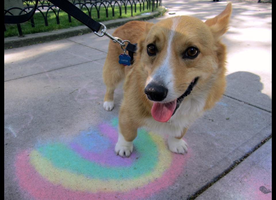 From Bob: "Five-year-old corgi Carter (recently rescued from a shelter in Alabama) steps out Brooklyn to celebrate his first LGBT Pride in New York City." 