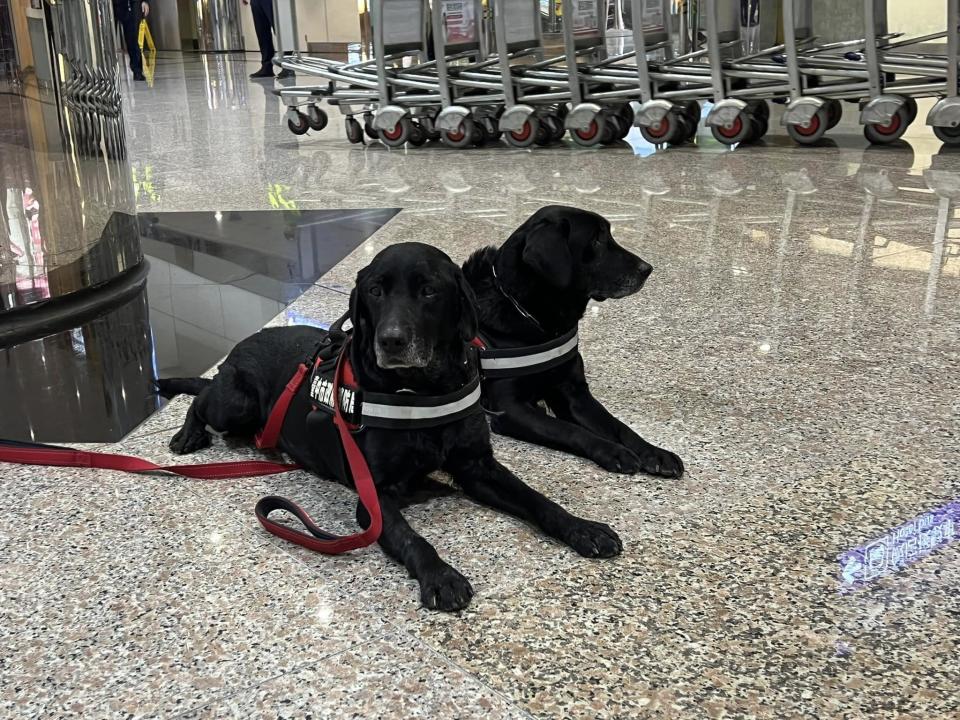 搜救犬乖巧待命。（圖／翻攝自消防署臉書）