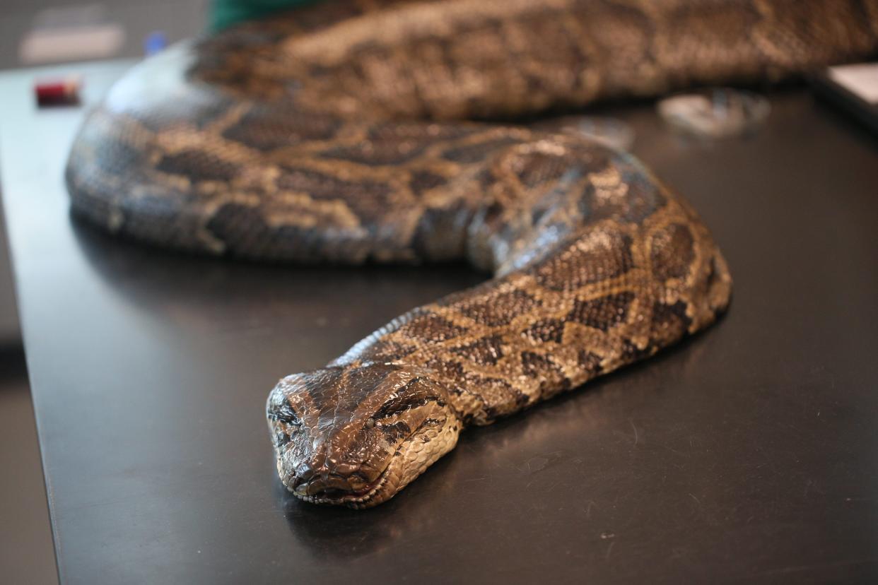 This record breaking Burmese python was captured by a biologists from the Conservancy of Southwest Florida. The female snake measured nearly 18 feet in length and weighed 215 pounds and is the largest snake python captured in Florida. It was captured through the Conservancy's research program, which uses radio transmitters implanted in male "scout" snakes. Scout snakes lead biologists to breeding aggregations and large, reproductive females, allowing researchers to remove them from the wild.