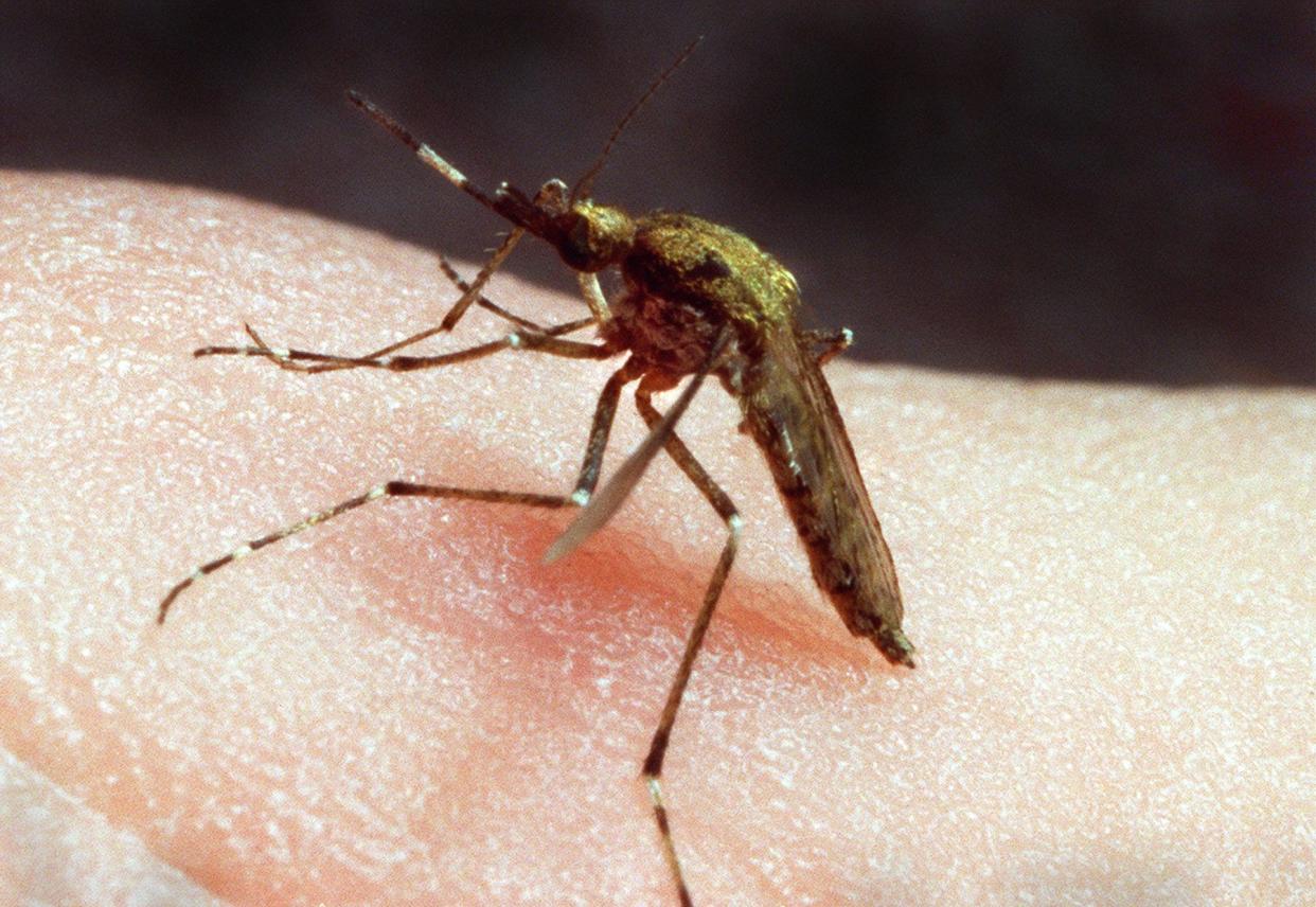 A saltwater mosquito zeroes in on a blood meal.