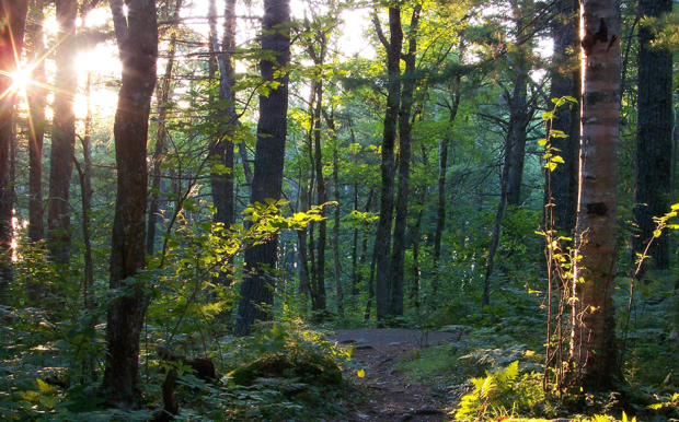 Alain Belliveau/Medway Community Forest Co-op