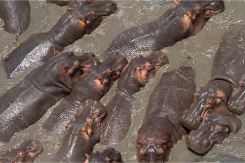 <span class="caption">Hippos at Gorongosa National Park.</span> <span class="attribution"><span class="source">Brett Kuxhausen, Author provided</span>, <span class="license">Author provided</span></span>