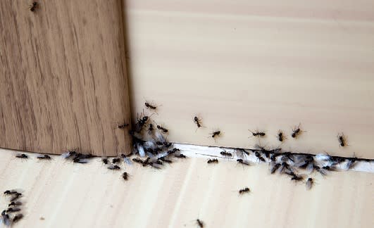 網友把拚死的螞蟻比擬成調查兵團。（示意圖/ 翻攝自pixabay）
