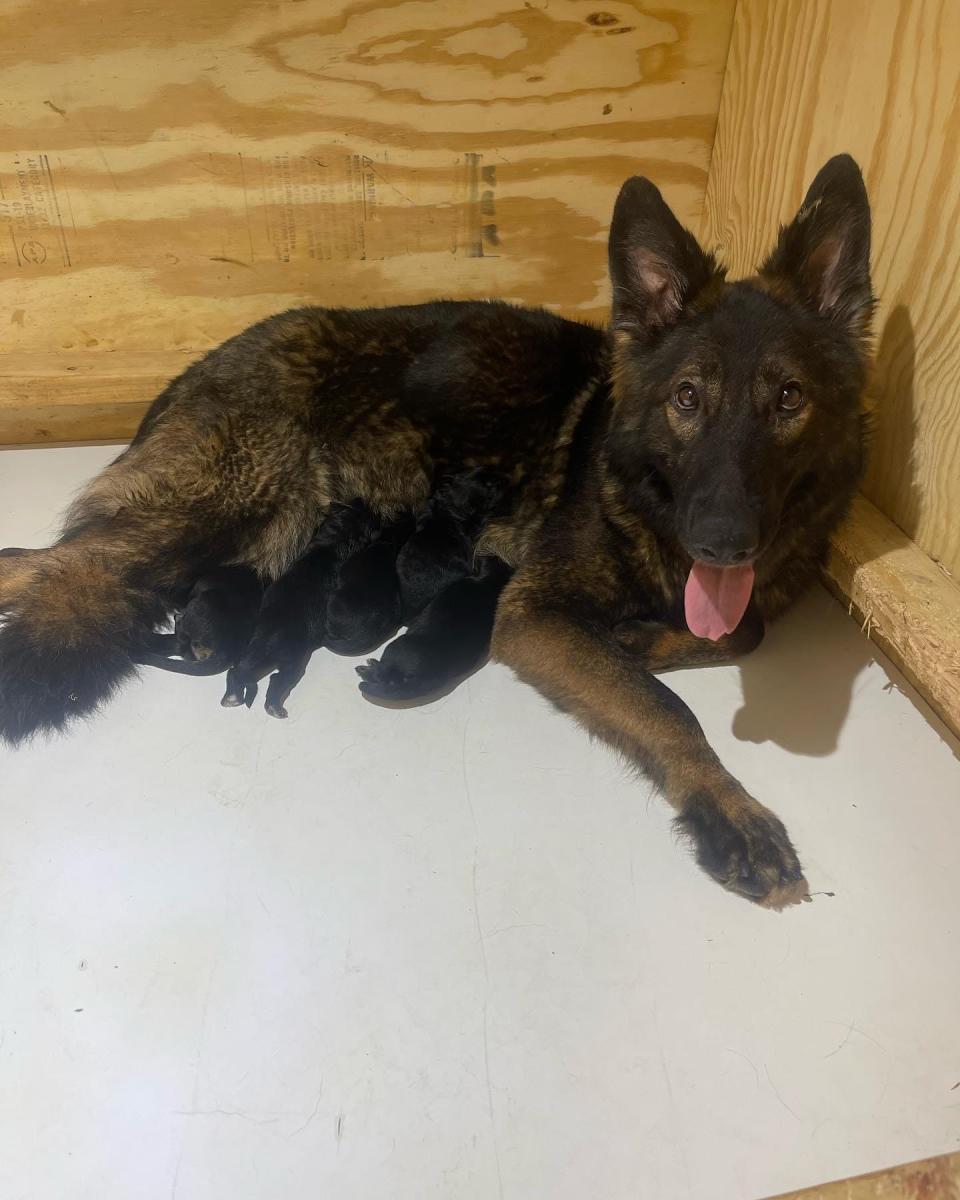 Milly, an Ohio dog, with her litter of pups in 2022. She was killed in a house fire on Nov. 23, 2023, along with 16 other dogs.