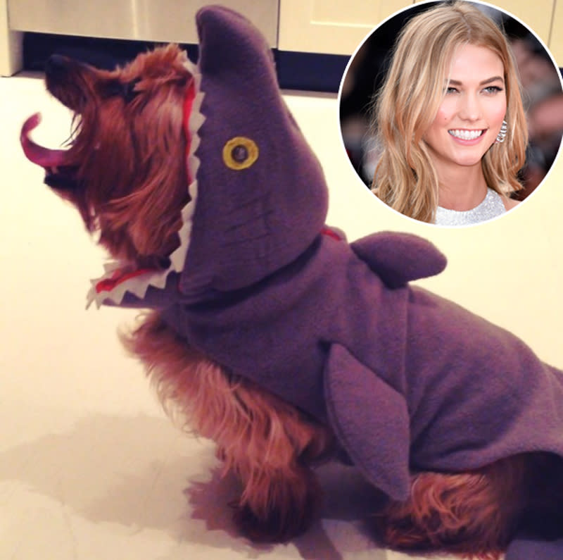 <p>Model Karlie Kloss gave her pet a <a rel="nofollow noopener" href="https://www.instagram.com/p/gjQUOZkSpx/" target="_blank" data-ylk="slk:fierce costume;elm:context_link;itc:0;sec:content-canvas" class="link ">fierce costume</a> in 2013, but the pup was still adorable! “It’s a bird… it’s a plane…. it’s Joe Joe the Shark-Dog!” she joked. (Photo: Instagram/Karlie Kloss; Getty Images) </p>