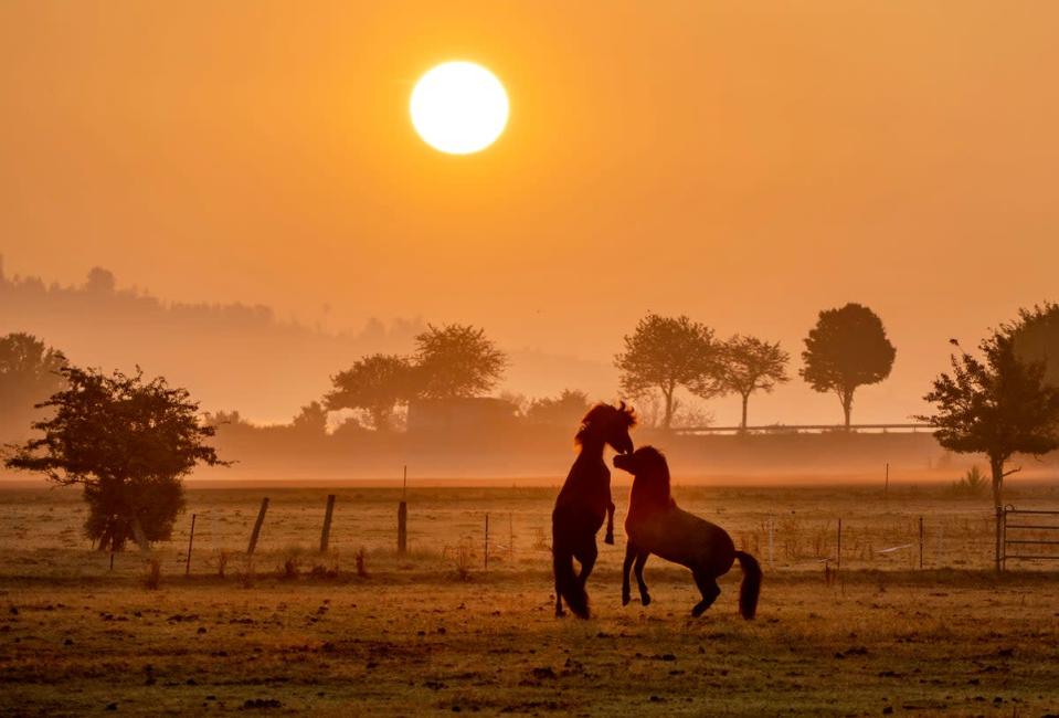 12 de septiembre de 2022: caballos islandeses juegan en un prado en una yeguada en Wehrheim, cerca de Frankfurt, Alemania, mientras sale el sol (AP)