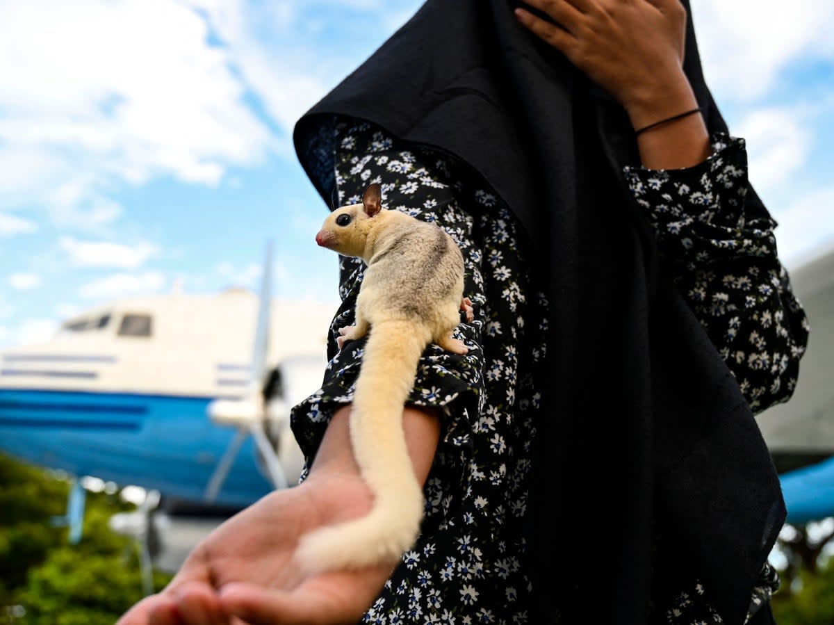 File. Sugar glider  (AFP via Getty Images)