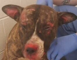 Pit bull dog doused in flammable liquid and set on fire, sustaining burns to 40 per cent of his body. 