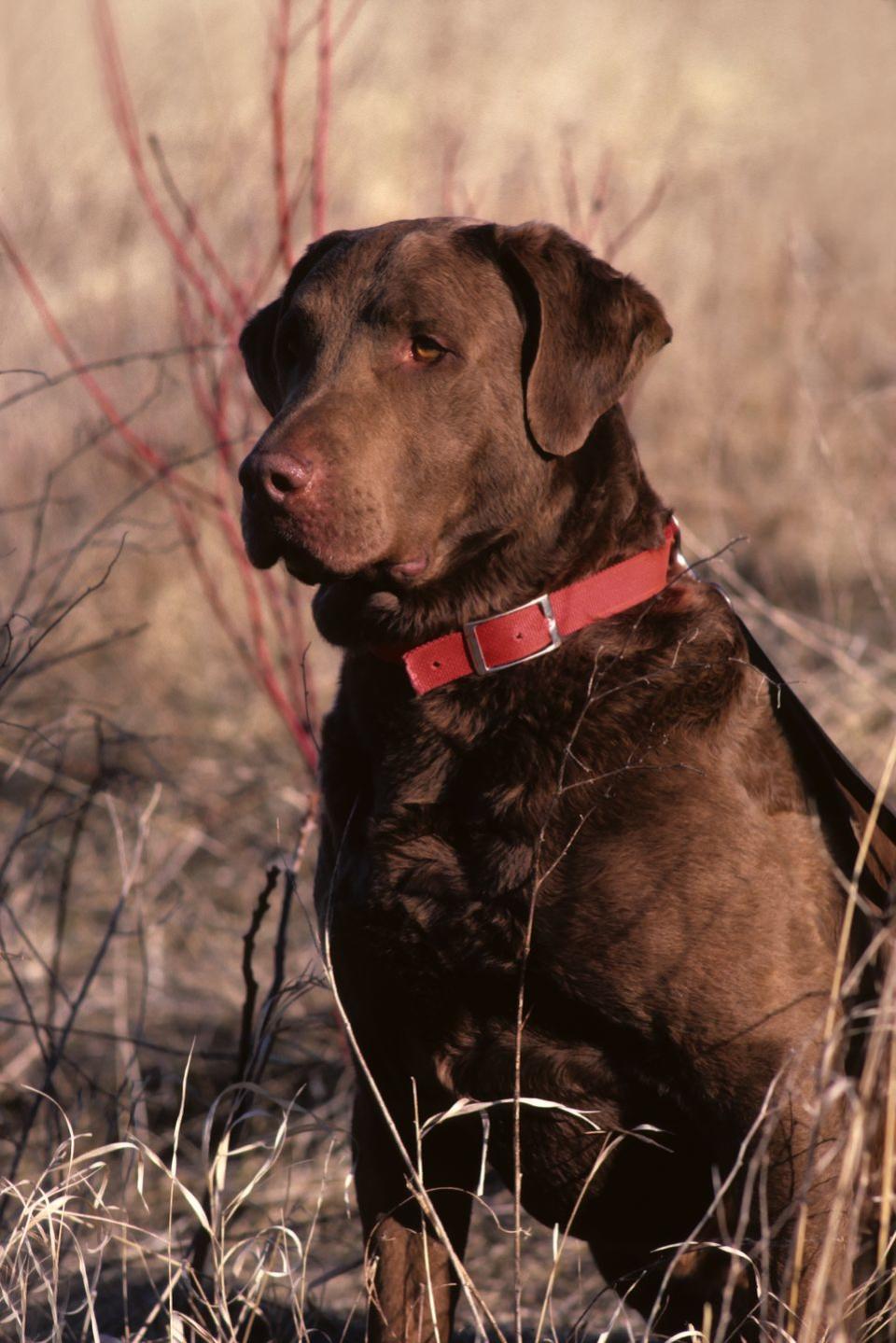 7) Chesapeake Bay Retrievers