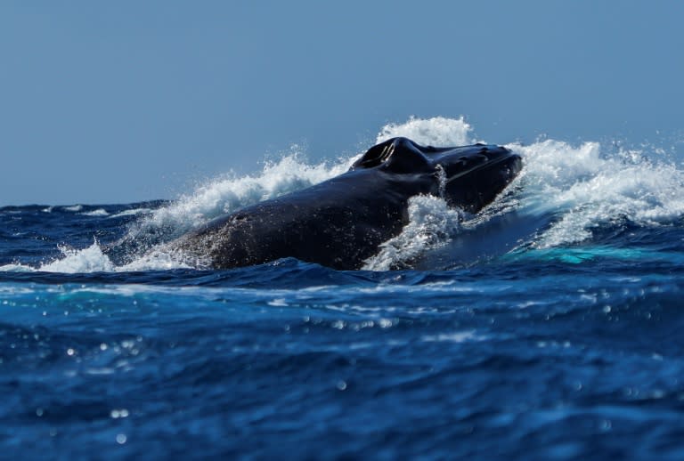 Una ballena jorobada nada en la playa Banco de la Plata, en República Dominicana, el 5 de marzo de 2024 (Maximiliano Bello (Press-Mission Blue))