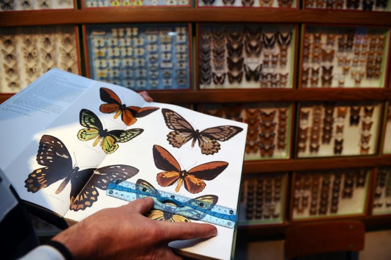 L'entomologiste français 
Jean-Marc Sor montre les photos qu'il a prises en Indonésie d'un Ornithoptera croesus croesus, papillon géant découvert en 1859 par le naturaliste britannique Alfred Russel Wallace, le 3 novembre 2013 à Muret (Haute-Garonne) (AFP/Archives - REMY GABALDA)