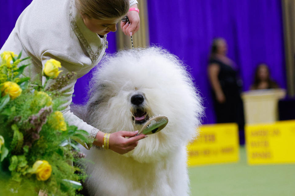 Image: A handler brushes their Old English Sheep dog (Kena Betancur / AFP - Getty Images)