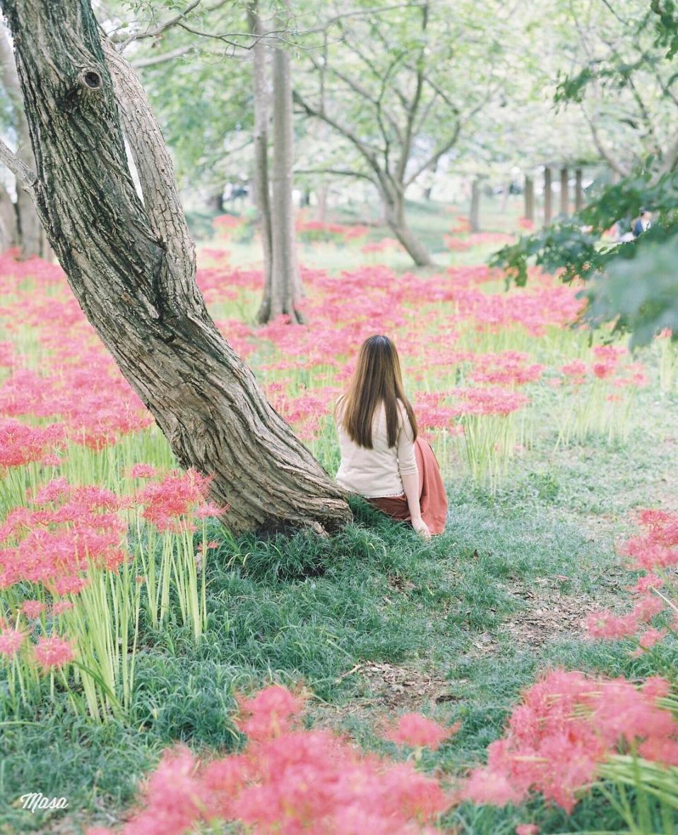 日本旅遊｜初秋必去~ 5大絕美彼岸花景點！逾500萬朵打造豔紅花海、期間限定曼珠沙華祭、琵琶湖+日落作背景