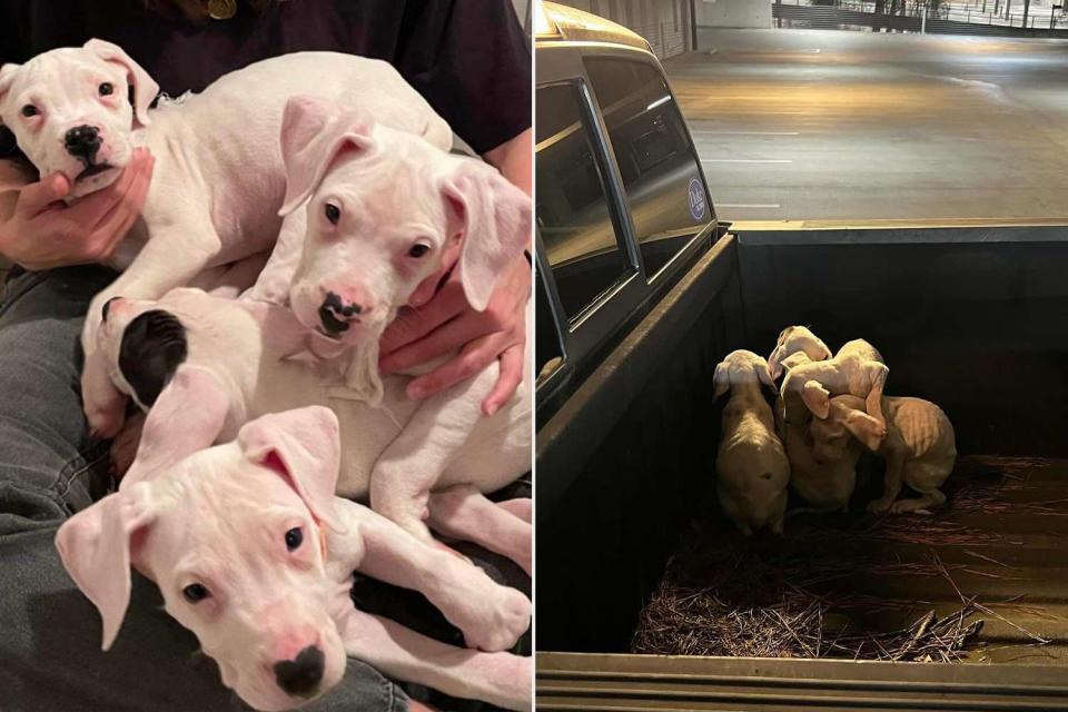 <p>DC Dogos Rescue</p> Four Dogo Argentino puppies at DC Dogos Rescue (left) and the same puppies when they were found dumped in a Georgia man