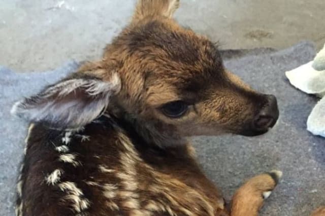 Tourist delivers baby deer by caesarean after mother was hit by a truck