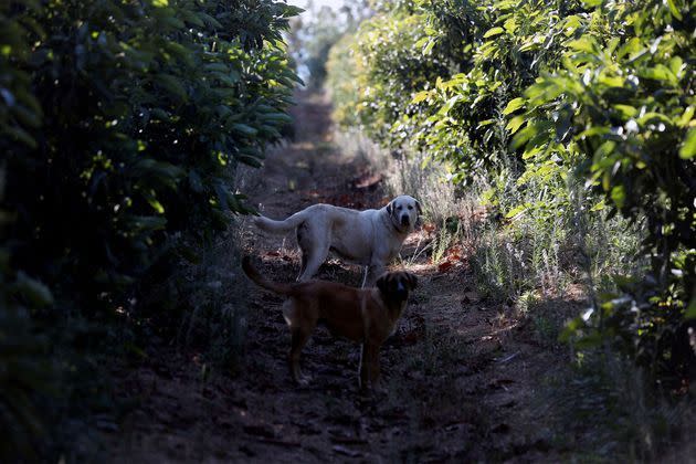 fait divers. La maman mordue à Valleroy témoigne : « Le chien m'a