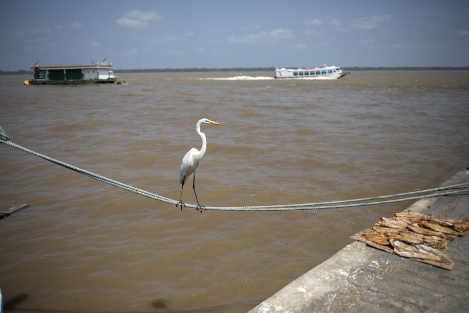 A heron balances on a rope that ties a fishing boat to the dock at the Ver-o-Peso riverside market in Belém, Brazil, Sunday, Sept. 1, 2019. Belém is located on Guajara Bay which is formed by the confluence of the Para and Guama Rivers. (AP Photo/Rodrigo Abd)