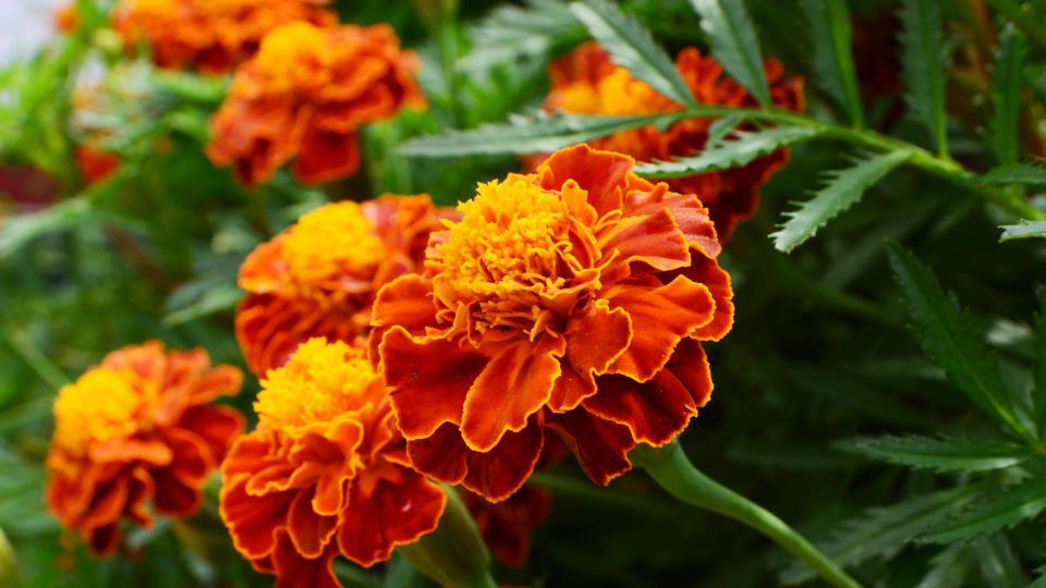 Marigolds