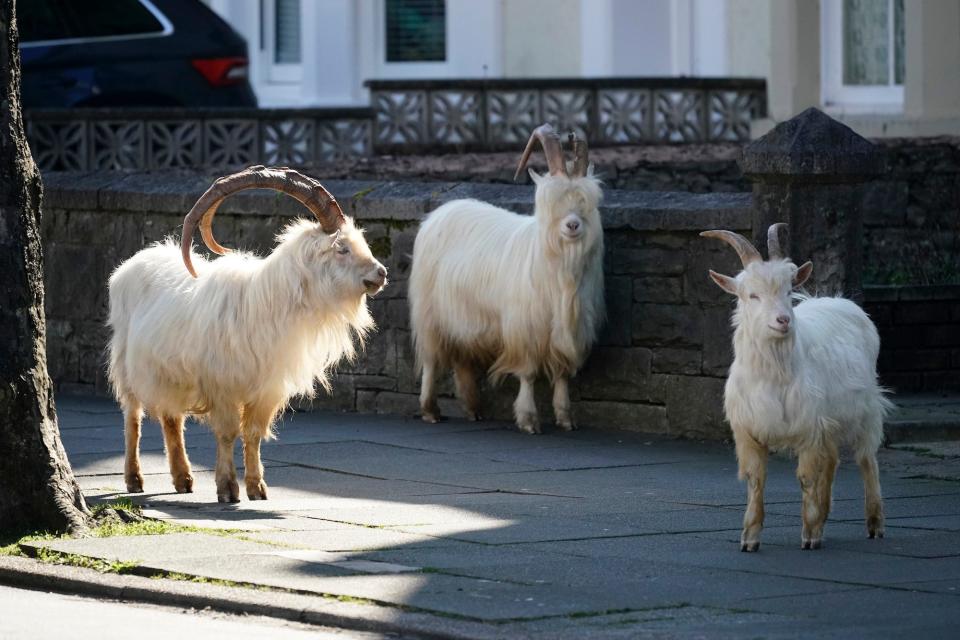 Mountain goats roam the streets of LLandudno on March 31 in Llandudno, Wales.