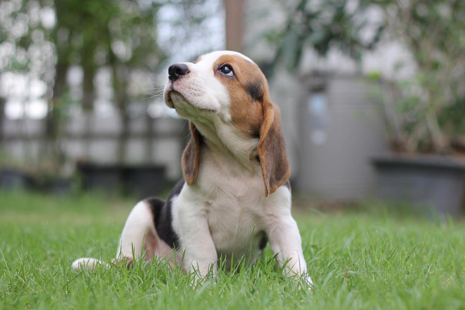 beagle puppy in grass