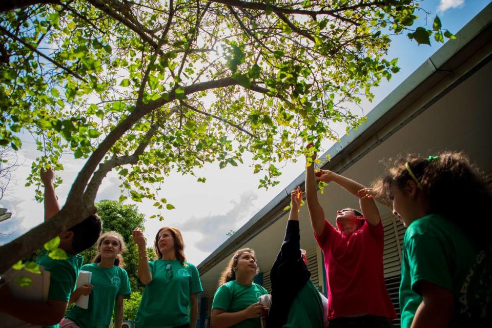 Niños de 30 escuelas primarias de Miami-Dade no solo aprenden sobre la naturaleza y el clima en los 'bosques de alimentos', sino que la cosecha acaba en el plato de los comedores escolares.