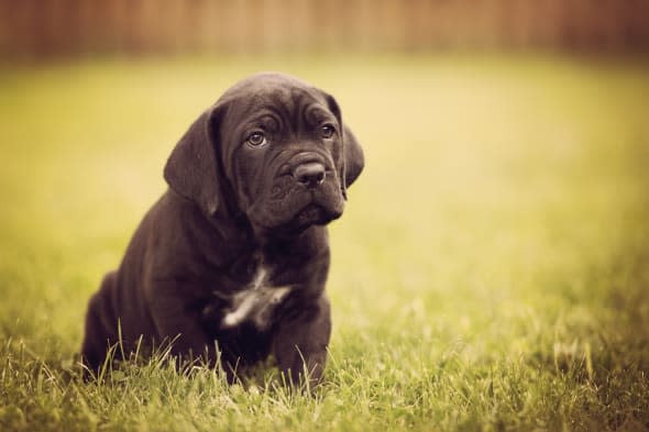 cane corso puppy portrait