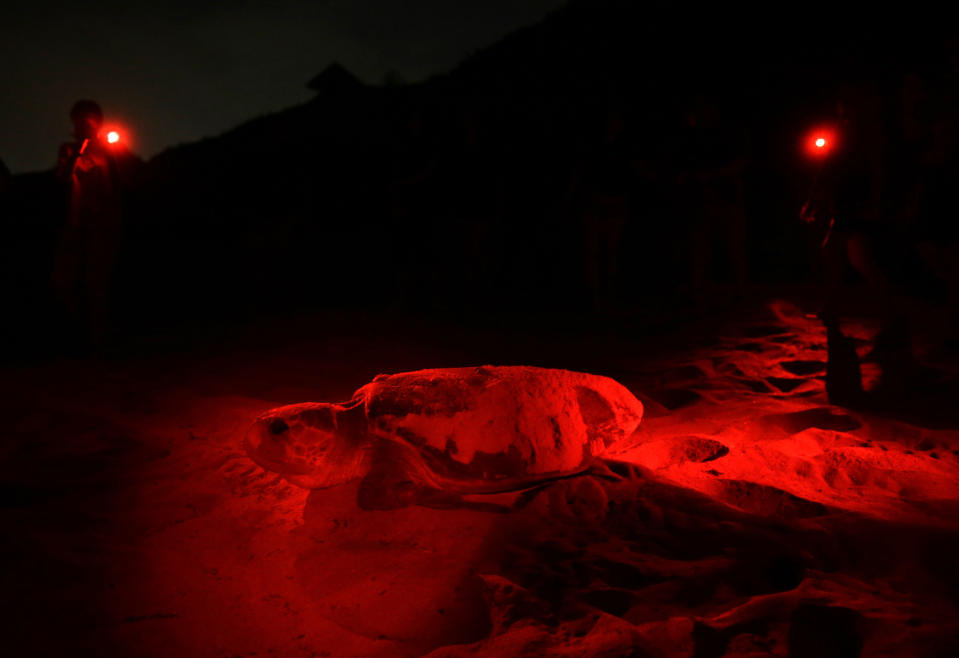 In this Thursday, July 11, 2013, a loggerhead turtle illuminated by red flashlights returns to the ocean after nesting on the beach in Boca Raton, Fla. The loggerhead turtle is one of three species that regularly nest on Florida beaches. It is a threatened species and is protected by the Federal Endangered Species Act. Nesting season on Florida's Atlantic coast runs from March through October. (AP Photo/Lynne Sladky)