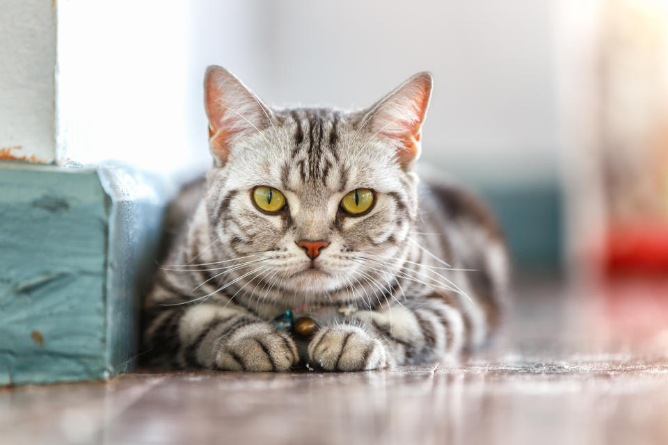 Close up of an American short hair cat in the house. The owners of a Gold Coast cat claim he was sexually assaulted and suffered internal injuries.