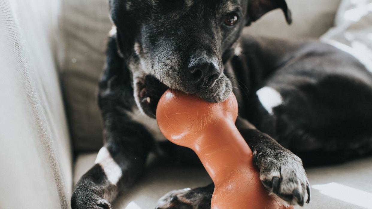  Black and white dog bitting an orange bone — Best pet accessories  