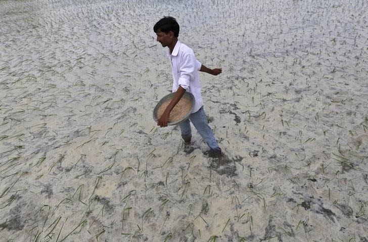 A farmer spreads fertilizer in his paddy field on the outskirts of Ahmedabad July 9, 2014. REUTERS/Amit Dave/Files