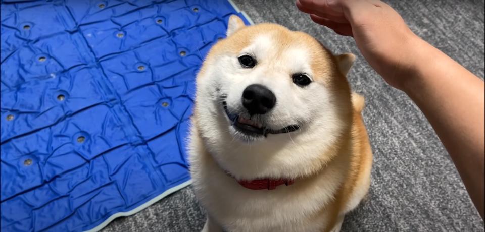 <p>A Shiba Inu from Japan won the internet’s heart with its dopey grin as its owner gave it “air pats.” (Photo courtesy of SHIBA DOG RANMARU/YouTube)</p>
