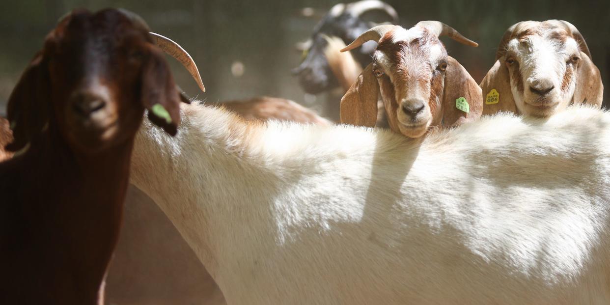 A herd of goats stand in their pen before grazing on drought-stressed land in Anaheim, California.