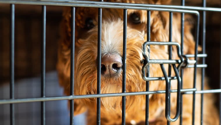 Dog Rescued From Puppy Mill Helps Other Dogs Get Over Fear of Humans