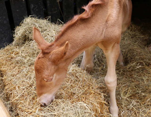 New Hope For Suffolk Punch Horses As First Foal Born At Historic Site In A Century