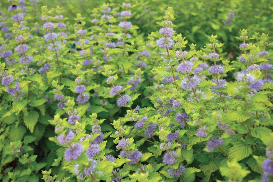 4) Caryopteris