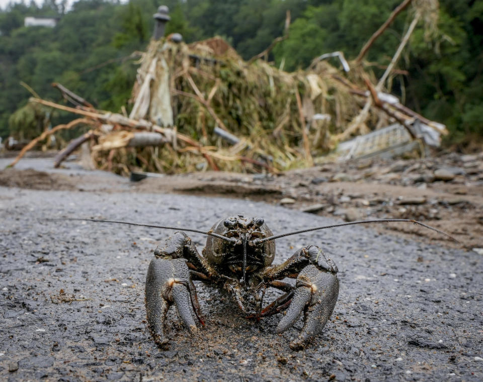 A crustacean walks on a road after flooding went back in Schuld, Germany, Friday, July 16, 2021. Two days before the Ahr river went over the banks after strong rain falls causing severals deaths and hundreds of people missing. (AP Photo/Michael Probst)