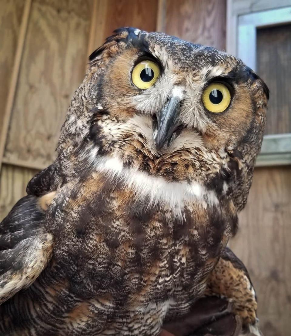 Dracula the Great Horned Owl is one of the many animals attendees can meet at "Raptors and Reptiles" at the Cape Cod Museum of Natural History.