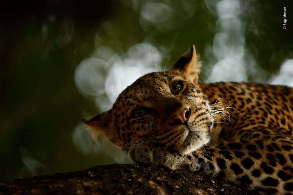 Lounging leopard by Skye Meaker, winner of the youth prize