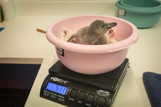 Penguin chicks at London Zoo