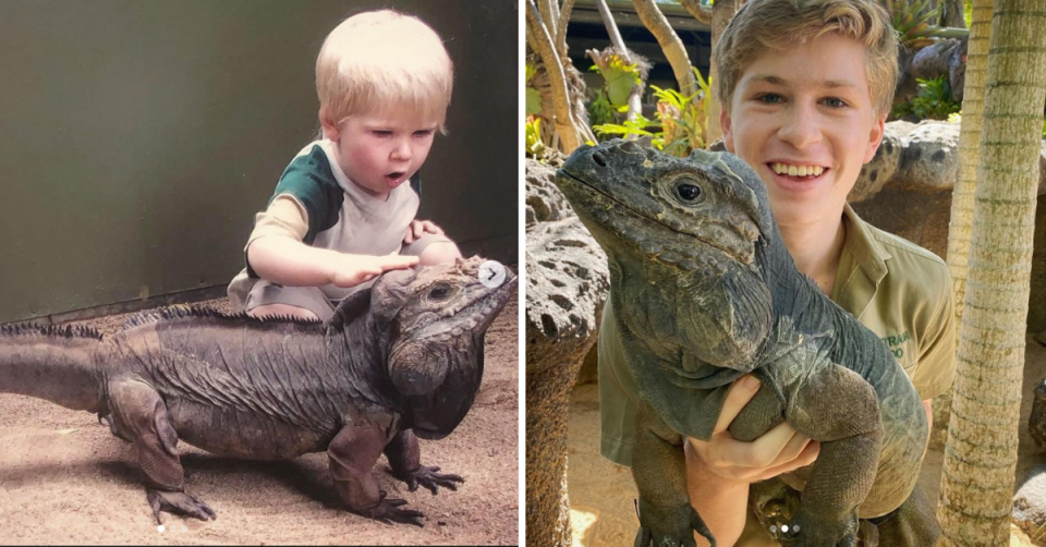 Robert Irwin with ‘Rhino’ the Rhinoceros iguana as a child and now.