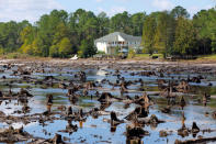 Old tree stumps that used to be at the bottom of Patricia Lake are revealed after it emptied when its dam collapsed in the aftermath of Hurricane Florence, in Boiling Spring Lakes, North Carolina, U.S., September 19, 2018. REUTERS/Jonathan Drake