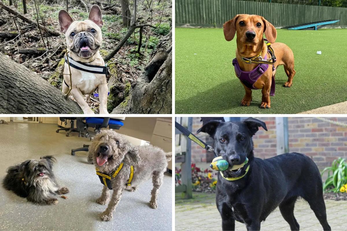 Meet the five Dogs Trust Basildon pups of the week looking for forever homes <i>(Image: Dogs Trust Basildon)</i>